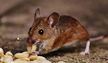 24 Hour & Emergency Exterminators in Southern Shores, NC